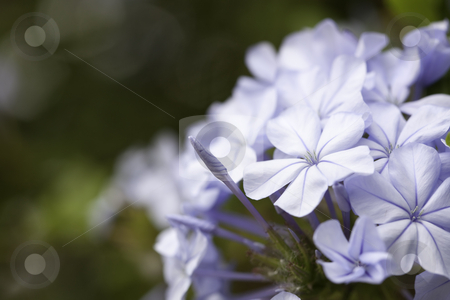 To use this stock image in your creative project, please select the size you need over to the right and click the "Add to Cart" button.
Your downloaded image will come with the Cutcaster watermark removed so don’t worry about the watermark you see on this page. Purple Spring Flower Blossom stock photo, Purple Spring Flower Blossom Macro with Narrow Depth of Field. by Andy Dean