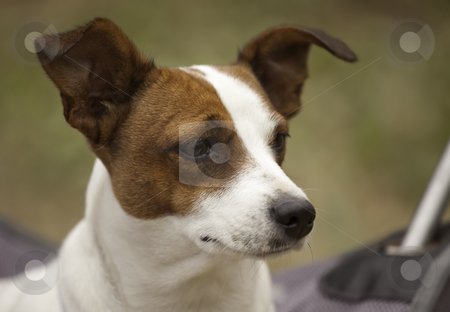 To use this stock image in your creative project, please select the size you need over to the right and click the "Add to Cart" button.
Your downloaded image will come with the Cutcaster watermark removed so don’t worry about the watermark you see on this page. Jack Russell Terrier Portrait stock photo, Portrait of an Adorable Jack Russell Terrier by Andy Dean