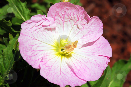 To use this stock image in your creative project, please select the size you need over to the right and click the "Add to Cart" button.
Your downloaded image will come with the Cutcaster watermark removed so don’t worry about the watermark you see on this page. Showy pink primrose stock photo, by Heather Shelley