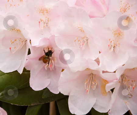 To use this stock image in your creative project, please select the size you need over to the right and click the "Add to Cart" button.
Your downloaded image will come with the Cutcaster watermark removed so don’t worry about the watermark you see on this page. Bee In Pale Pink Rhodendron stock photo, This nature photo is beautiful with a honey bee pollinating a pale pink rhododendron flower. by Valerie Garner