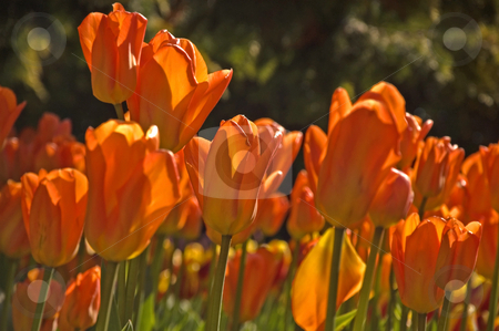 To use this stock image in your creative project, please select the size you need over to the right and click the "Add to Cart" button.
Your downloaded image will come with the Cutcaster watermark removed so don’t worry about the watermark you see on this page. Dramatic Orange Tulips stock photo, This photo is dramatic with orange tulips in the bright morning sunshine. by Valerie Garner
