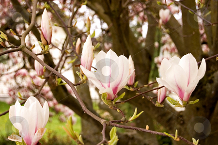 To use this stock image in your creative project, please select the size you need over to the right and click the "Add to Cart" button.
Your downloaded image will come with the Cutcaster watermark removed so don’t worry about the watermark you see on this page. Magnolia Tree in Bloom stock photo, This is a beautiful photo of a magnolia tree in full bloom showing off it's pastel colors. by Valerie Garner