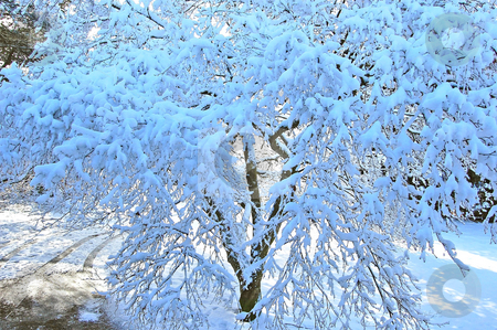 To use this stock image in your creative project, please select the size you need over to the right and click the "Add to Cart" button.
Your downloaded image will come with the Cutcaster watermark removed so don’t worry about the watermark you see on this page. Winter Tree stock photo, Photo of a tree after a recent snow with sunlight poking through in the background. Lovely winter shot. by Valerie Garner