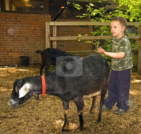To use this stock image in your creative project, please select the size you need over to the right and click the "Add to Cart" button.
Your downloaded image will come with the Cutcaster watermark removed so don’t worry about the watermark you see on this page. Young Boy Hesitantly Petting Goat stock photo, This young 5 year old Caucasian boy is hesitant about petting this black goat. by Valerie Garner