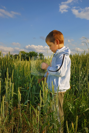 To use this stock image in your creative project, please select the size you need over to the right and click the "Add to Cart" button.
Your downloaded image will come with the Cutcaster watermark removed so don’t worry about the watermark you see on this page. Lonely boy in wheat stock photo, Lonely boy standing in field holding wheat in hands. by Ivan Paunovic