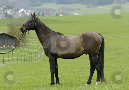 To use this stock image in your creative project, please select the size you need over to the right and click the "Add to Cart" button.
Your downloaded image will come with the Cutcaster watermark removed so don’t worry about the watermark you see on this page. Arshin 12 stock photo, Body shot of akhal-teke stallion Arshin by Andreas Brenner