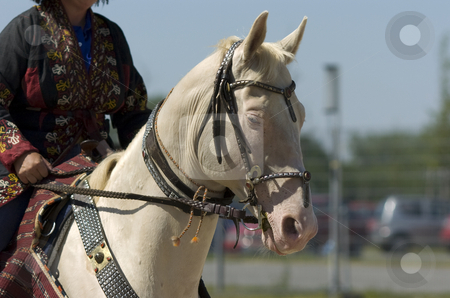 To use this stock image in your creative project, please select the size you need over to the right and click the "Add to Cart" button.
Your downloaded image will come with the Cutcaster watermark removed so don’t worry about the watermark you see on this page. Isabella stock photo, Isabella akhal-teke stallion and rider before a show in original turkmenian costume by Andreas Brenner