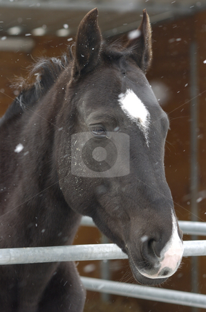 To use this stock image in your creative project, please select the size you need over to the right and click the "Add to Cart" button.
Your downloaded image will come with the Cutcaster watermark removed so don’t worry about the watermark you see on this page. Pobeda stock photo, Akhal-Teke mare headshot with snowflakes by Andreas Brenner