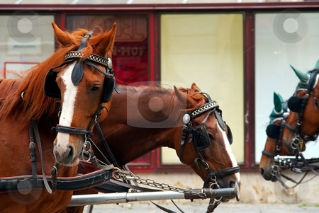To use this stock image in your creative project, please select the size you need over to the right and click the "Add to Cart" button.
Your downloaded image will come with the Cutcaster watermark removed so don’t worry about the watermark you see on this page. Working horses stock photo, Brown working horses street detail by Juraj Kovacik