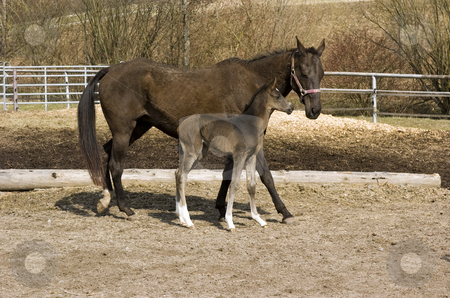 To use this stock image in your creative project, please select the size you need over to the right and click the "Add to Cart" button.
Your downloaded image will come with the Cutcaster watermark removed so don’t worry about the watermark you see on this page. Newborn foal with mother stock photo, Newborn foal with mother in paddock by Andreas Brenner