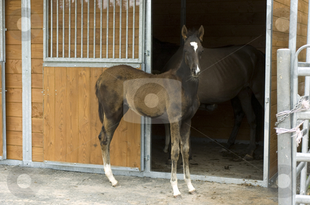 To use this stock image in your creative project, please select the size you need over to the right and click the "Add to Cart" button.
Your downloaded image will come with the Cutcaster watermark removed so don’t worry about the watermark you see on this page. Akhal-Teke yearling stock photo, Akhal-teke yearling in front of his box by Andreas Brenner