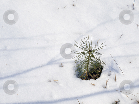To use this stock image in your creative project, please select the size you need over to the right and click the "Add to Cart" button.
Your downloaded image will come with the Cutcaster watermark removed so don’t worry about the watermark you see on this page. Pine in snow stock photo, Little growing green pine tree in the white snow by Sergej Razvodovskij