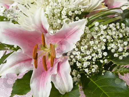 To use this stock image in your creative project, please select the size you need over to the right and click the "Add to Cart" button.
Your downloaded image will come with the Cutcaster watermark removed so don’t worry about the watermark you see on this page. Lily flower stock photo, Flower bouquet with pink lily and white chrysanthemum by Sergej Razvodovskij