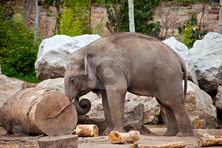 To use this stock image in your creative project, please select the size you need over to the right and click the "Add to Cart" button.
Your downloaded image will come with the Cutcaster watermark removed so don’t worry about the watermark you see on this page. Elephant and log stock photo, A young elephant pushing a log, working in a lumberyard by Norma Cornes