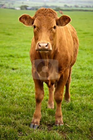 To use this stock image in your creative project, please select the size you need over to the right and click the "Add to Cart" button.
Your downloaded image will come with the Cutcaster watermark removed so don’t worry about the watermark you see on this page. Brown Cow stock photo, A brown cow standing in a green field and looking at the camera by Norma Cornes