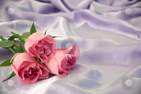 To use this stock image in your creative project, please select the size you need over to the right and click the "Add to Cart" button.
Your downloaded image will come with the Cutcaster watermark removed so don’t worry about the watermark you see on this page. Three rosebuds stock photo, Three pink rosebuds on lilac satin. by Norma Cornes