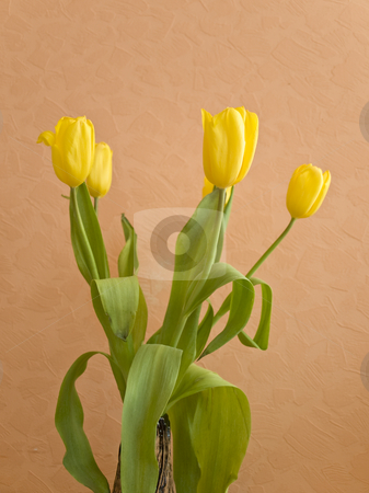 To use this stock image in your creative project, please select the size you need over to the right and click the "Add to Cart" button.
Your downloaded image will come with the Cutcaster watermark removed so don’t worry about the watermark you see on this page. Tulips stock photo, Bouquet of the yellow spring tulips against the beige background by Sergej Razvodovskij
