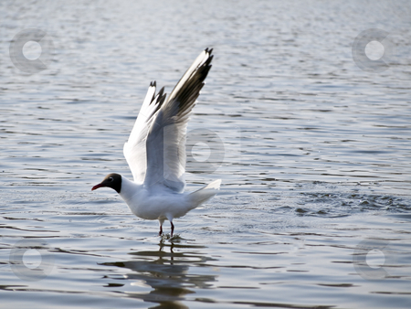 To use this stock image in your creative project, please select the size you need over to the right and click the "Add to Cart" button.
Your downloaded image will come with the Cutcaster watermark removed so don’t worry about the watermark you see on this page. Flying up seagull stock photo, Wild seagull flying up under blue water by Sergej Razvodovskij