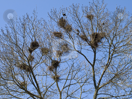 To use this stock image in your creative project, please select the size you need over to the right and click the "Add to Cart" button.
Your downloaded image will come with the Cutcaster watermark removed so don’t worry about the watermark you see on this page. Nests stock photo, Nests of the birds on the spring trees branches by Sergej Razvodovskij