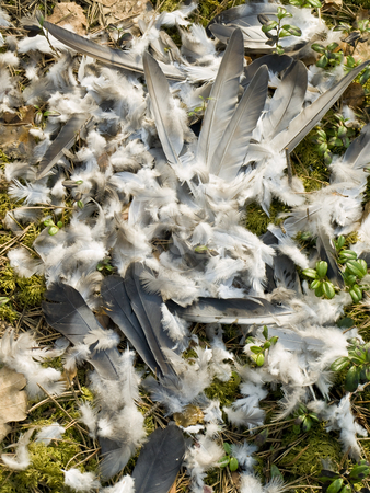 To use this stock image in your creative project, please select the size you need over to the right and click the "Add to Cart" button.
Your downloaded image will come with the Cutcaster watermark removed so don’t worry about the watermark you see on this page. Feathers stock photo, Scattered bird feathers against the wild nature background by Sergej Razvodovskij