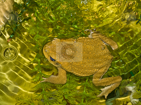 To use this stock image in your creative project, please select the size you need over to the right and click the "Add to Cart" button.
Your downloaded image will come with the Cutcaster watermark removed so don’t worry about the watermark you see on this page. Frog stock photo, Big brown frog swimming in wild nature water by Sergej Razvodovskij
