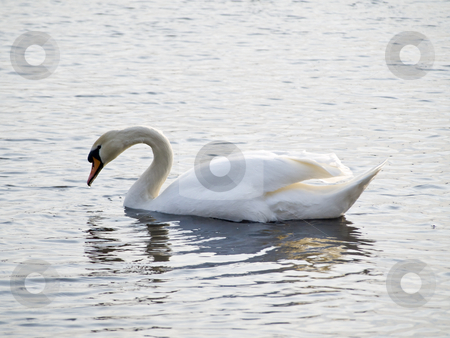 To use this stock image in your creative project, please select the size you need over to the right and click the "Add to Cart" button.
Your downloaded image will come with the Cutcaster watermark removed so don’t worry about the watermark you see on this page. Swan stock photo, Simgle white swan swiming at the lake waves by Sergej Razvodovskij