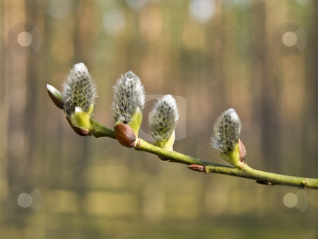To use this stock image in your creative project, please select the size you need over to the right and click the "Add to Cart" button.
Your downloaded image will come with the Cutcaster watermark removed so don’t worry about the watermark you see on this page. Pussywillow stock photo, Branch of the spring growing pussywillow in the forest by Sergej Razvodovskij