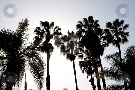 To use this stock image in your creative project, please select the size you need over to the right and click the "Add to Cart" button.
Your downloaded image will come with the Cutcaster watermark removed so don’t worry about the watermark you see on this page. Washingtonia filifera stock photo, California Fan Palm (Washingtonia filifera) is a palm native to the desert oases of Central, southern and southwestern Arizona, southern Nevada, extreme northwest Mexico and the inland deserts of Southern California. by Mariusz Jurgielewicz