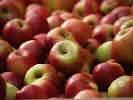 To use this stock image in your creative project, please select the size you need over to the right and click the "Add to Cart" button.
Your downloaded image will come with the Cutcaster watermark removed so don’t worry about the watermark you see on this page. Fresh red apples stock photo, Apples picked from an orchard by Michelle White