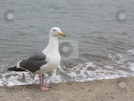 To use this stock image in your creative project, please select the size you need over to the right and click the "Add to Cart" button.
Your downloaded image will come with the Cutcaster watermark removed so don’t worry about the watermark you see on this page. Sea gull by the sea stock photo, Sea gull by the sea by Gregory Dean