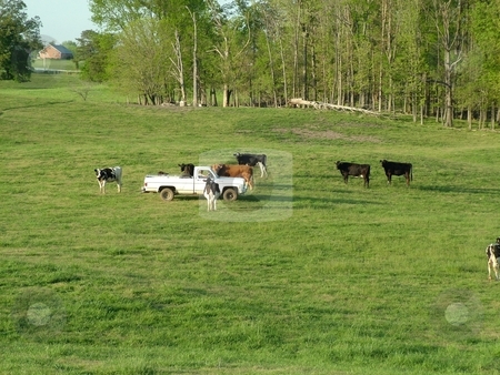 To use this stock image in your creative project, please select the size you need over to the right and click the "Add to Cart" button.
Your downloaded image will come with the Cutcaster watermark removed so don’t worry about the watermark you see on this page. Grazing Beef Cattle stock photo, Before days end, this farmer is driving to the backfields to check on some of his beef herd as they are grazing the pasture under a beautiful blue sky. by Krystal McCammon