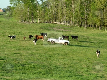To use this stock image in your creative project, please select the size you need over to the right and click the "Add to Cart" button.
Your downloaded image will come with the Cutcaster watermark removed so don’t worry about the watermark you see on this page. Grazing Beef Cattle stock photo, Before days end, this farmer is driving to the backfields to check on some of his beef herd as they are grazing the pasture under a beautiful blue sky. by Krystal McCammon