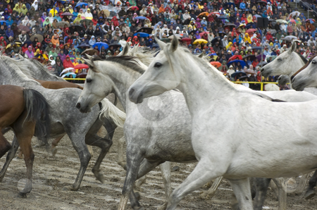 To use this stock image in your creative project, please select the size you need over to the right and click the "Add to Cart" button.
Your downloaded image will come with the Cutcaster watermark removed so don’t worry about the watermark you see on this page. Arabian mares stock photo, Famous arabian mare herd of marbach state stud germany by Andreas Brenner