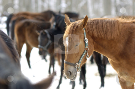 To use this stock image in your creative project, please select the size you need over to the right and click the "Add to Cart" button.
Your downloaded image will come with the Cutcaster watermark removed so don’t worry about the watermark you see on this page. Young horses in the snow stock photo, Young horses in snow in winter by Andreas Brenner