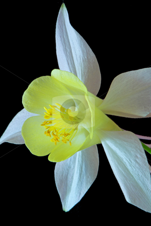 To use this stock image in your creative project, please select the size you need over to the right and click the "Add to Cart" button.
Your downloaded image will come with the Cutcaster watermark removed so don’t worry about the watermark you see on this page. Aquilegia stock photo, by Manuela Schueler