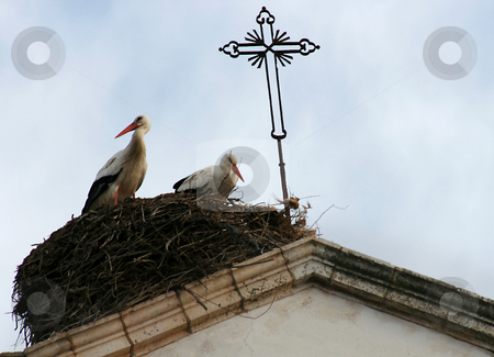 To use this stock image in your creative project, please select the size you need over to the right and click the "Add to Cart" button.
Your downloaded image will come with the Cutcaster watermark removed so don’t worry about the watermark you see on this page. Stork stock photo, Storks couple close to a church bell by Marc Torrell