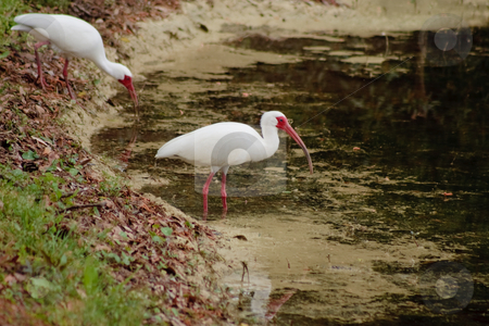 To use this stock image in your creative project, please select the size you need over to the right and click the "Add to Cart" button.
Your downloaded image will come with the Cutcaster watermark removed so don’t worry about the watermark you see on this page. White Ibis at the Edge of a Pond stock photo, White Ibises Fishing in a Pond by Thomas Marchessault