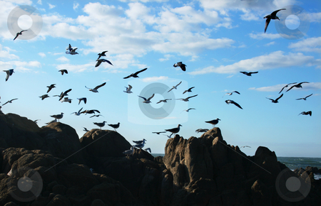 To use this stock image in your creative project, please select the size you need over to the right and click the "Add to Cart" button.
Your downloaded image will come with the Cutcaster watermark removed so don’t worry about the watermark you see on this page. Seagull birds stock photo, Seagull birds hunting on a rock breach by Marc Torrell