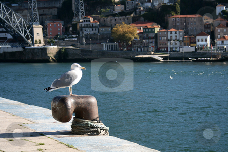To use this stock image in your creative project, please select the size you need over to the right and click the "Add to Cart" button.
Your downloaded image will come with the Cutcaster watermark removed so don’t worry about the watermark you see on this page. Seagull bird hunting on river stock photo, Seagull bird hunting on river by Marc Torrell