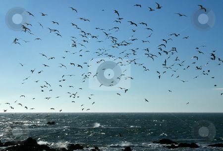 To use this stock image in your creative project, please select the size you need over to the right and click the "Add to Cart" button.
Your downloaded image will come with the Cutcaster watermark removed so don’t worry about the watermark you see on this page. Seagull birds stock photo, Seagull birds hunting on a rock breach by Marc Torrell