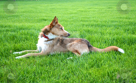 To use this stock image in your creative project, please select the size you need over to the right and click the "Add to Cart" button.
Your downloaded image will come with the Cutcaster watermark removed so don’t worry about the watermark you see on this page. Dog stock photo, by Marc Torrell