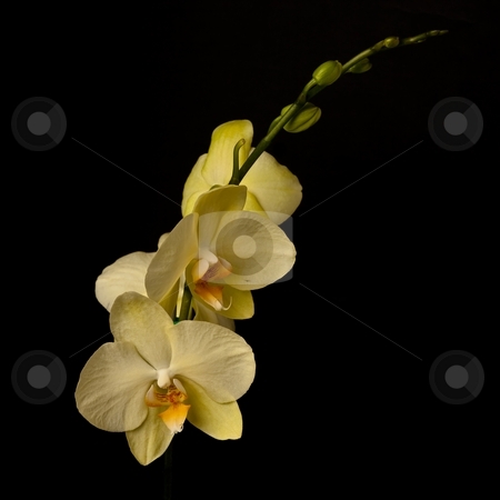 To use this stock image in your creative project, please select the size you need over to the right and click the "Add to Cart" button.
Your downloaded image will come with the Cutcaster watermark removed so don’t worry about the watermark you see on this page. Phalaenopsis stock photo, Phalaenopsis is a genus of approximately 60 species of orchids (family Orchidaceae). The abbreviation in the horticultural trade is Phal. by Mariusz Jurgielewicz