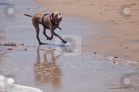 To use this stock image in your creative project, please select the size you need over to the right and click the "Add to Cart" button.
Your downloaded image will come with the Cutcaster watermark removed so don’t worry about the watermark you see on this page. Dog on the beach stock photo, Dog running and playing on the ocean beach. by Mariusz Jurgielewicz