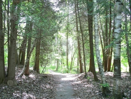 To use this stock image in your creative project, please select the size you need over to the right and click the "Add to Cart" button.
Your downloaded image will come with the Cutcaster watermark removed so don’t worry about the watermark you see on this page. Hiking on Path In The Forest stock photo, Hiking on Path In The Forest by CHERYL LAFOND