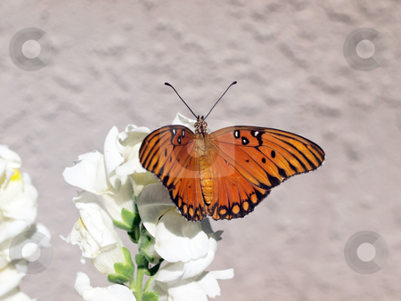 To use this stock image in your creative project, please select the size you need over to the right and click the "Add to Cart" button.
Your downloaded image will come with the Cutcaster watermark removed so don’t worry about the watermark you see on this page. Orange and black butterfly on white flower stock photo, Butterfly with wings spread sitting on white flower by Jeff Cleveland