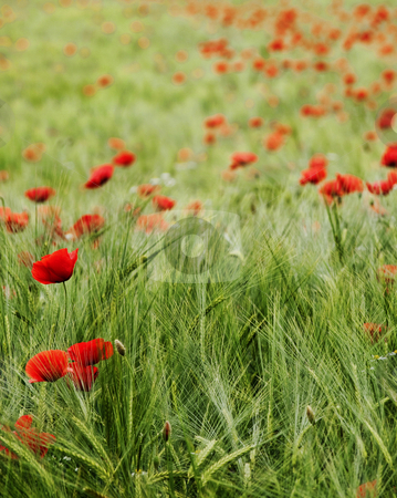To use this stock image in your creative project, please select the size you need over to the right and click the "Add to Cart" button.
Your downloaded image will come with the Cutcaster watermark removed so don’t worry about the watermark you see on this page. Fresh young barley field stock photo, Fresh green young barley field with poppies by Laurent Dambies