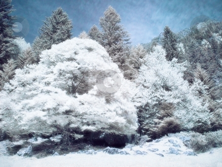 To use this stock image in your creative project, please select the size you need over to the right and click the "Add to Cart" button.
Your downloaded image will come with the Cutcaster watermark removed so don’t worry about the watermark you see on this page. Infrared forest stock photo, Infrared picture of a beautiful forest in the mountains orton processed by Laurent Dambies