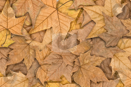 To use this stock image in your creative project, please select the size you need over to the right and click the "Add to Cart" button.
Your downloaded image will come with the Cutcaster watermark removed so don’t worry about the watermark you see on this page. Autumn leaves stock photo, Autumn leaves covering the ground, close up. by Pablo Caridad