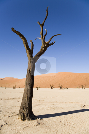 To use this stock image in your creative project, please select the size you need over to the right and click the "Add to Cart" button.
Your downloaded image will come with the Cutcaster watermark removed so don’t worry about the watermark you see on this page. Dry Planet stock photo, Dead camel thorn tree, Deadvlei, Namib Desert, Namib-Naukluft National Park, Namibia, Africa by mdphot
