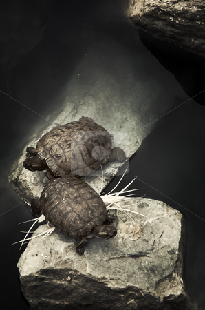 To use this stock image in your creative project, please select the size you need over to the right and click the "Add to Cart" button.
Your downloaded image will come with the Cutcaster watermark removed so don’t worry about the watermark you see on this page. Two Turtles Resting on Rocks stock photo, Taken at Elmwood Park Zoo in Norristown, PA. by Eric Lukavsky